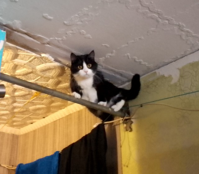 Котовторник уже пришёл?