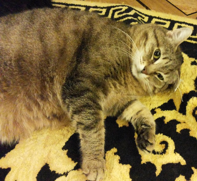 Толстые коты