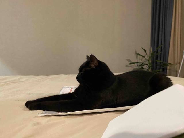 Всех с котовторником