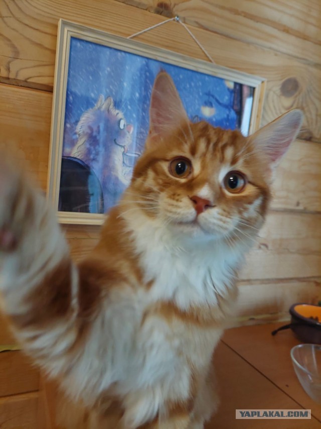 Котовторник