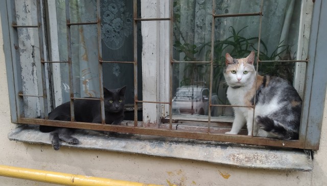 Коты деревенской породы