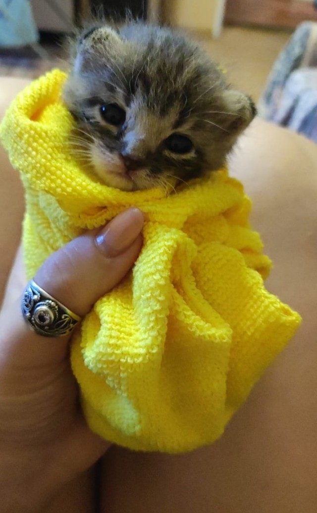 Спасение маленького котёнка