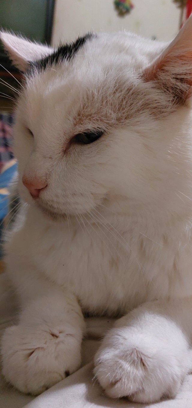 Спи, Гарфилд!
