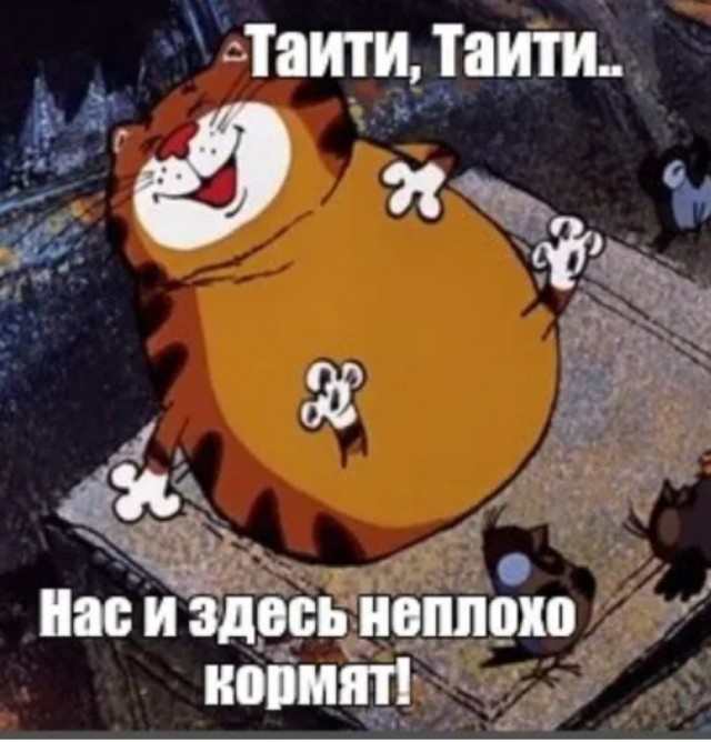 Говорят, что кошки очень бдительные животные