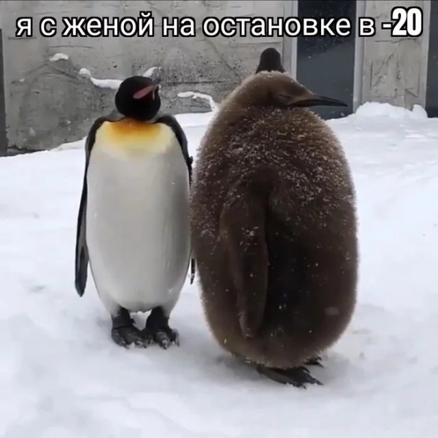 Веселые картинки в последний рабочий день уходящего года (28.12)