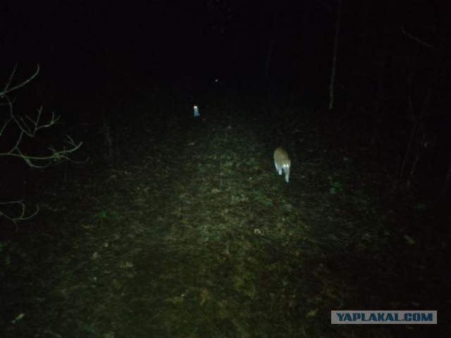 Жизнь домашнего приюта для котеек 530