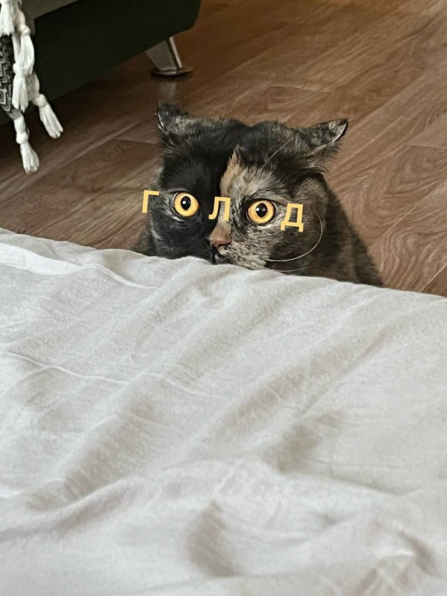 У меня муж дома