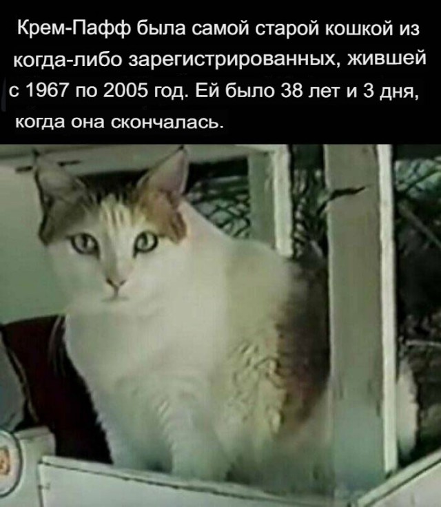 Белый слон и другие картинки