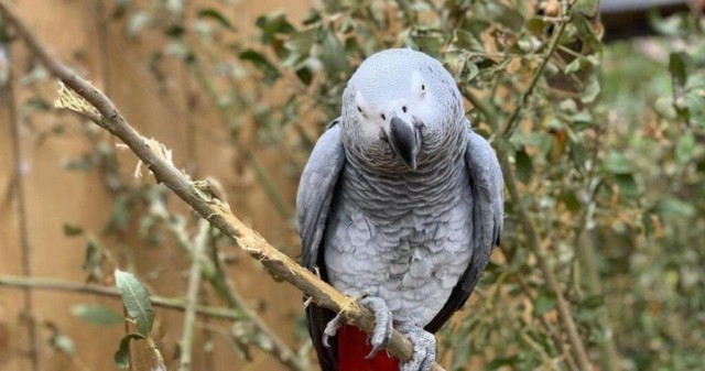Пятерых попугаев из британского зоопарка расселили за то, что они материли посетителей