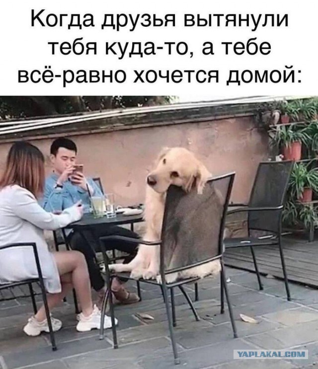 Веселые картинки в маленькую пятницу (17.09)