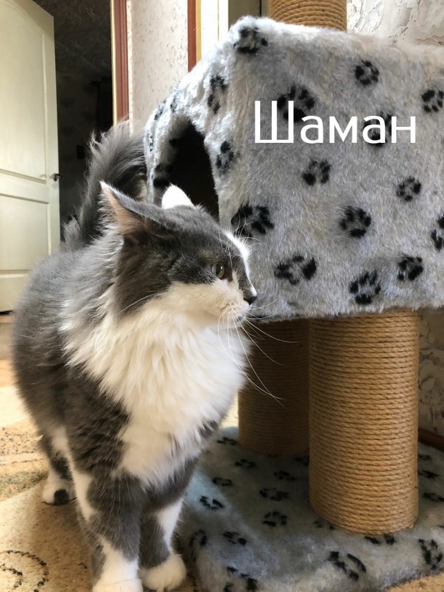 Жизнь домашнего приюта "Котоленд" 513
