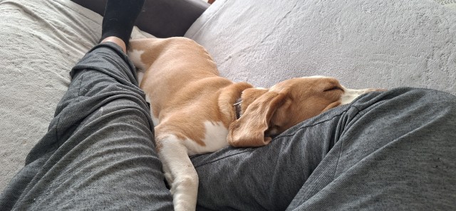 Новый член семьи