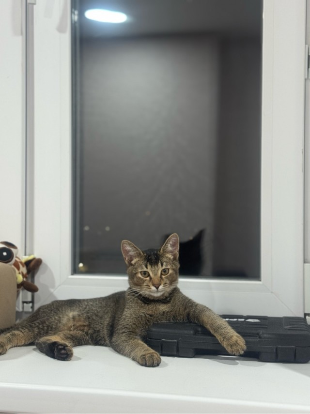 Котовторник