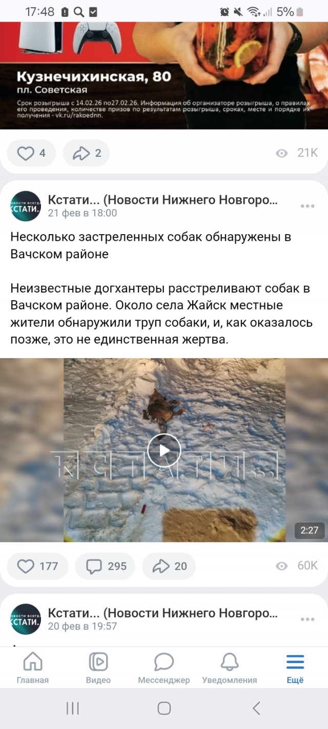 23 февраля год назад бродячие псы оборвали жизнь девятилетней Вероники Куриленко.
