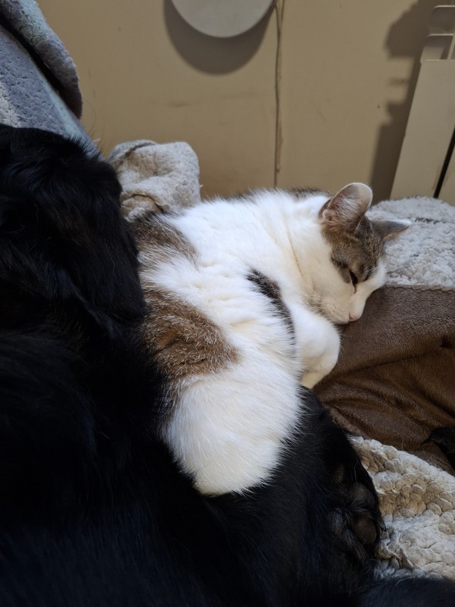 Котовторника псто