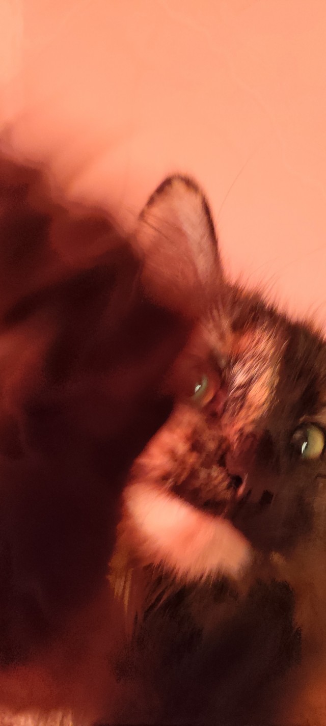 Котовторник же