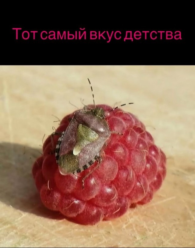 Всякой Хни вам в ленту, дорогие деграданты