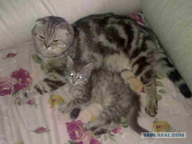 Котовторник 23.07.2013