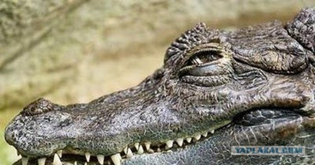 Британец побил рекорд, проплыв 55 километров в кишащей крокодилами реке