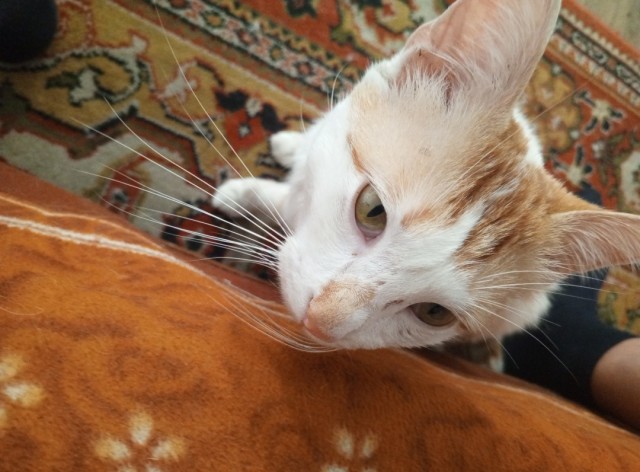 Котег.