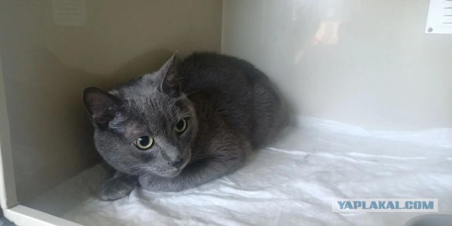 Котик ищет дом