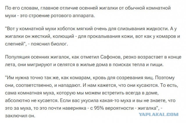 Осенние мухи, как девки-вековухи