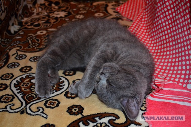 Выставка кошек.