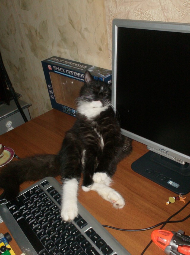 Про спасенных котеек