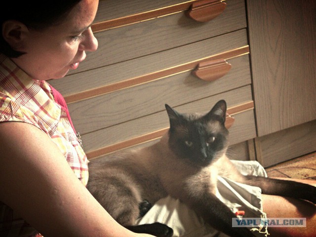 Котовторник 18.03.2014