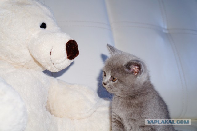 Чуть более годовалой кошке, родить 6-х котят.
