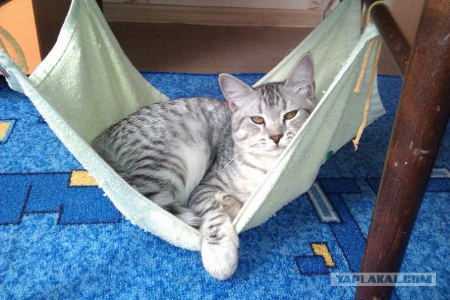 Котовторник 20.05.2014