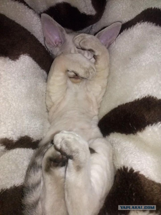 Котовторник 22.07.14