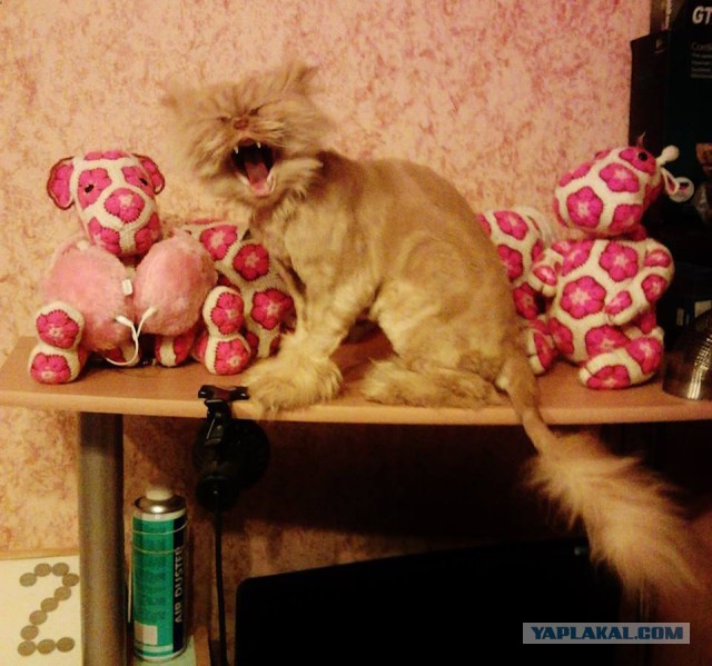 А у тебя есть фото твоей зевающей котейки ?