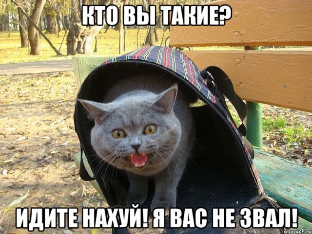 Кто любит котеек так как я?