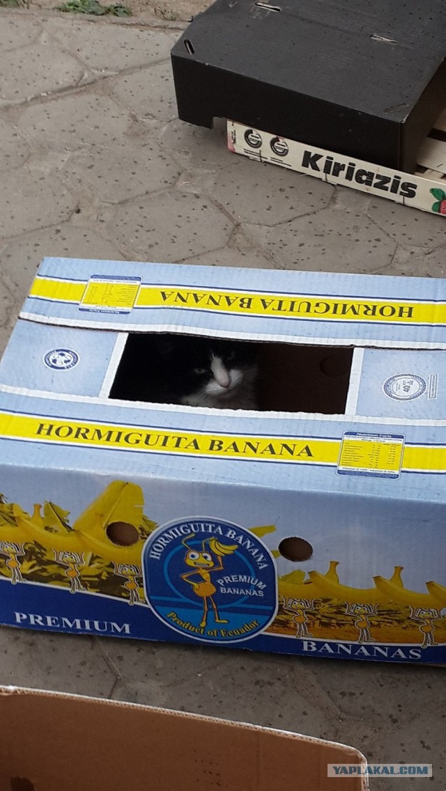 Котовторник 21.10.2014