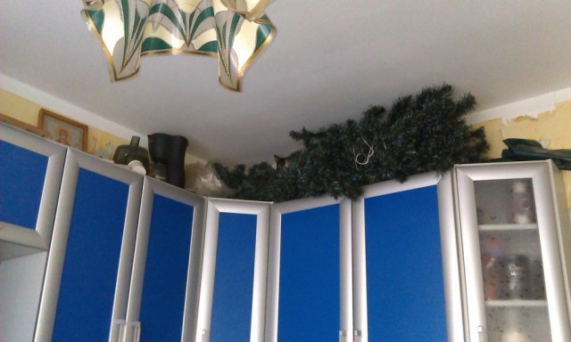 Котовторник 23.12.2014
