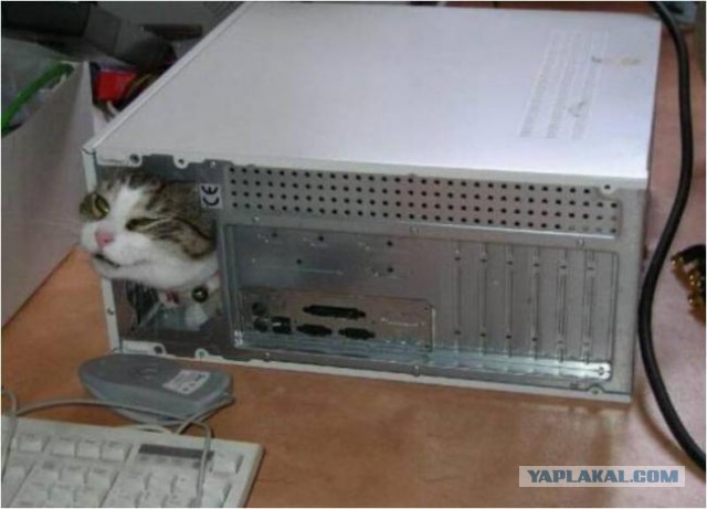 Кошачья логика