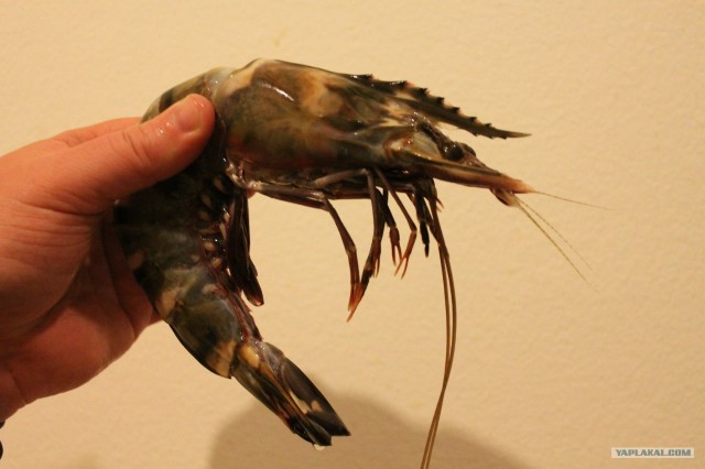 Руководство по морепродуктам