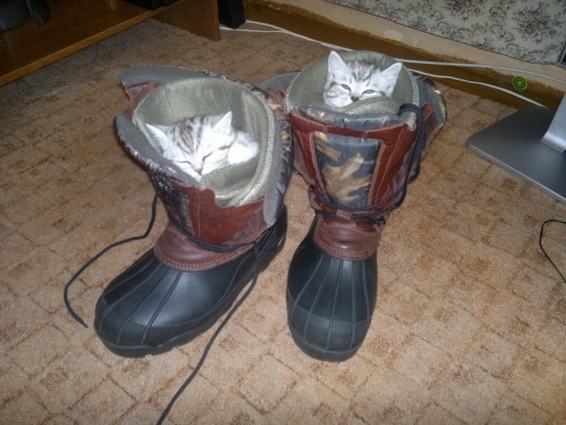 Даешь каждому коту по ботинку!