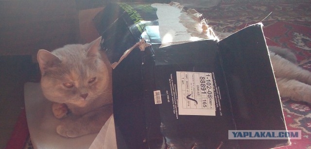 Котовторник 07 04 2015