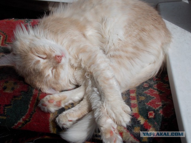 Котовторник 16.06.2015., Котовторник наступил!