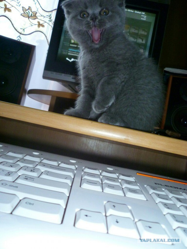 Котовторник