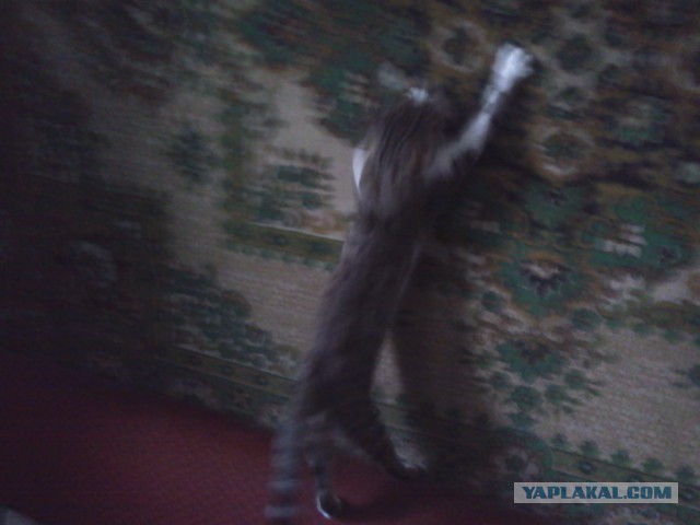 Котовторник 15-09-2015 !