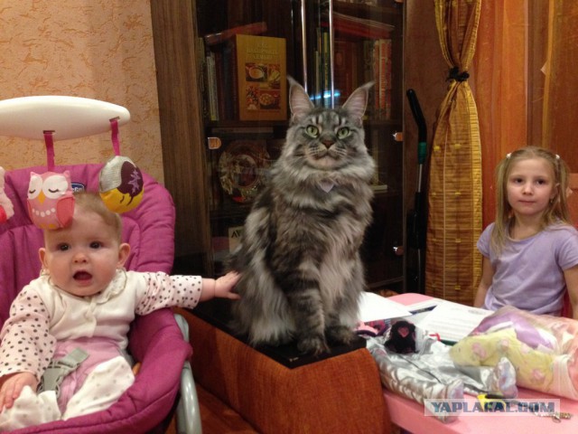 Мей Кун