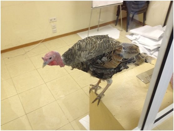 Индюк из России угадал полуфиналистов ЕВРО-2012