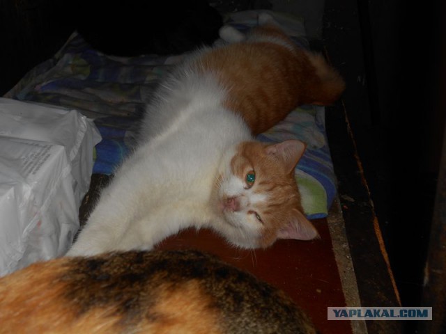 Жизнь домашнего приюта для котеек 90