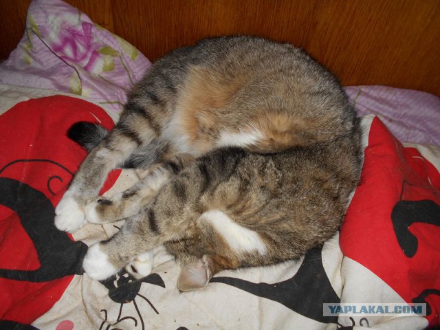 Жизнь домашнего приюта для котеек 92