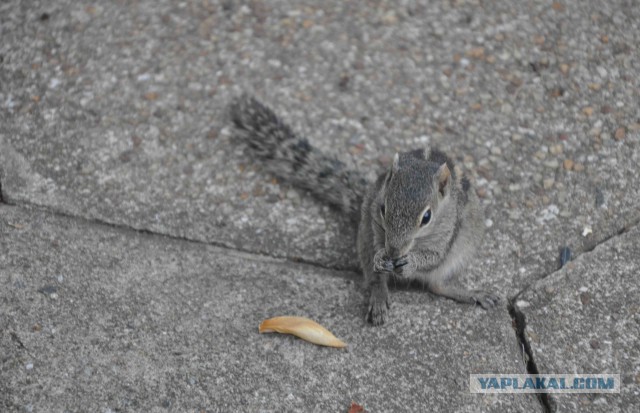 Самостоятельное путешествие в Шри-Ланку