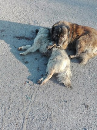 Собачья дружба.3фото