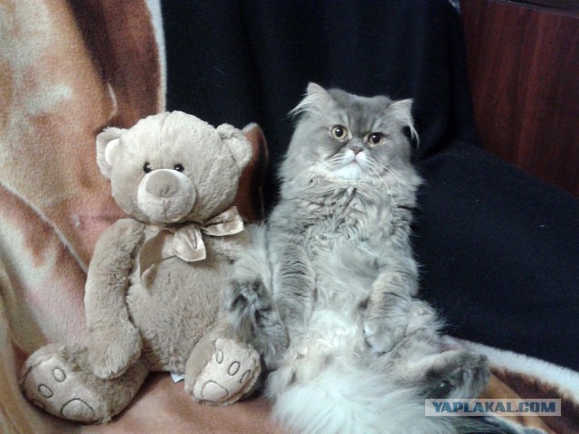 Выборка фотогеничных котэнов
